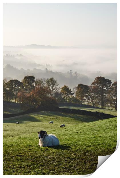 Sheep and fog in the valley at sunrise. Troutbeck, Print by Liam Grant