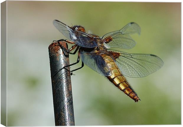 Dragonfly Canvas Print by Mike Herber