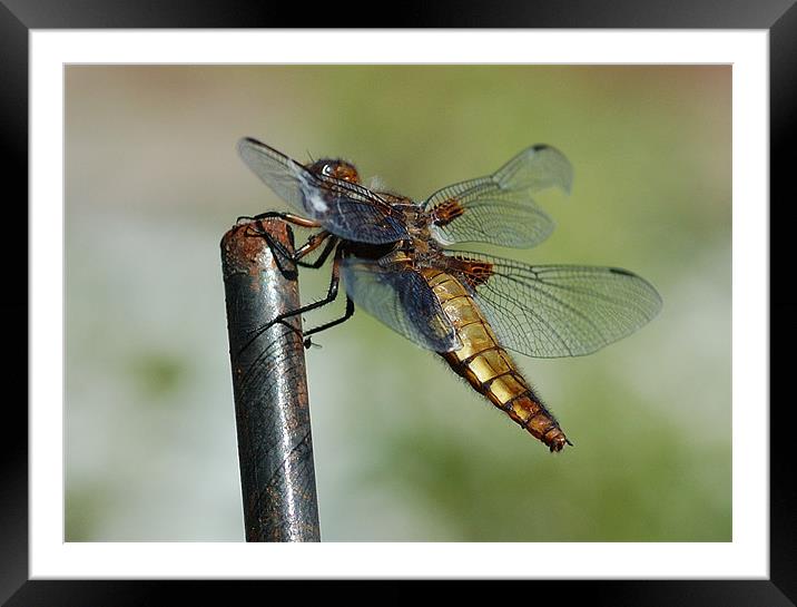 Dragonfly Framed Mounted Print by Mike Herber
