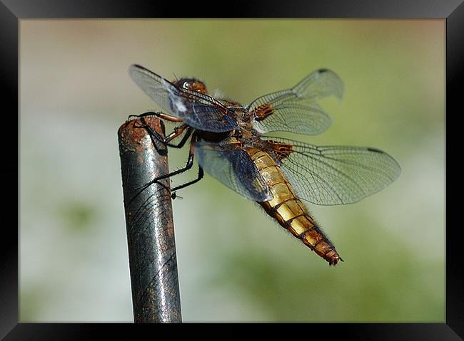 Dragonfly Framed Print by Mike Herber