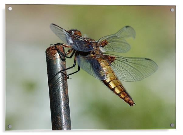 Dragonfly Acrylic by Mike Herber