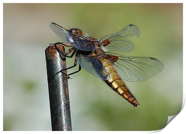 Dragonfly Print by Mike Herber
