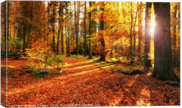 Autumn Forest Canvas Print by Craig Doogan