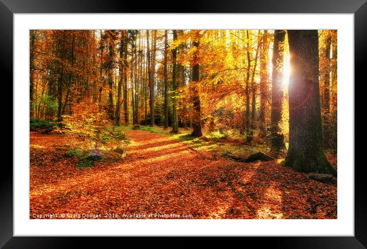 Autumn Forest Framed Mounted Print by Craig Doogan