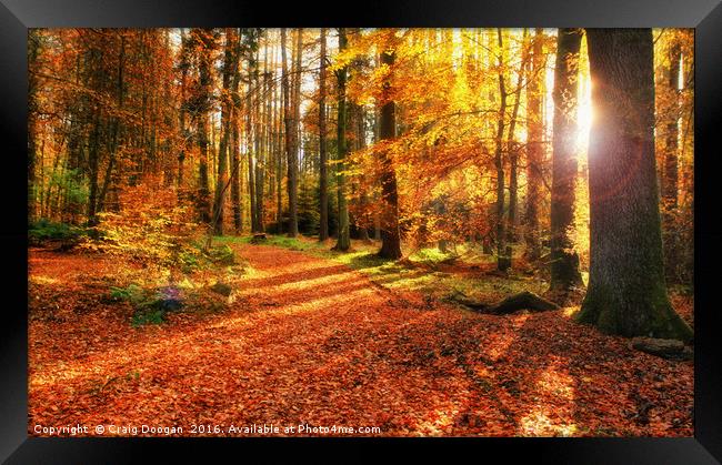 Autumn Forest Framed Print by Craig Doogan