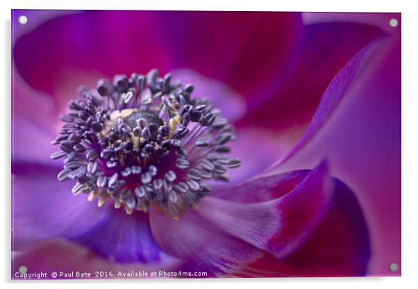 Purple Spring Acrylic by Paul Bate