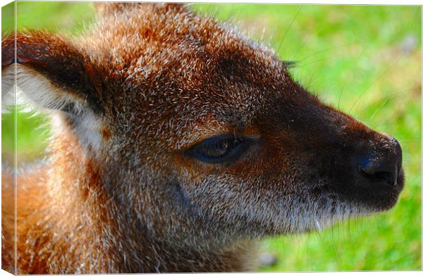 Wallaby Closeup Canvas Print by Ben Tasker