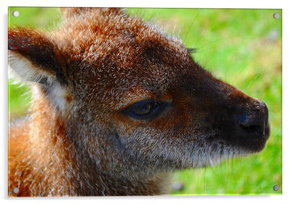 Wallaby Closeup Acrylic by Ben Tasker