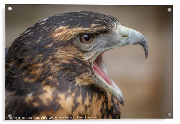 chilean blue buzzard Acrylic by Alan Tunnicliffe