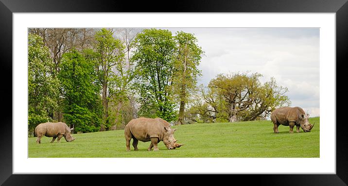 Grazing Rhinoceros Framed Mounted Print by Ben Tasker