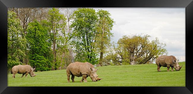 Grazing Rhinoceros Framed Print by Ben Tasker