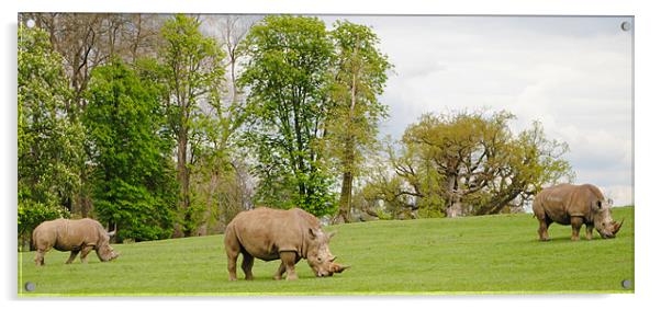 Grazing Rhinoceros Acrylic by Ben Tasker