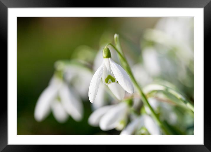 Snow Drops Framed Mounted Print by Simon Drew