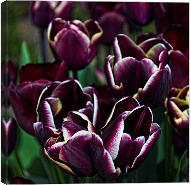 Purple Tulips Canvas Print by Colin Metcalf