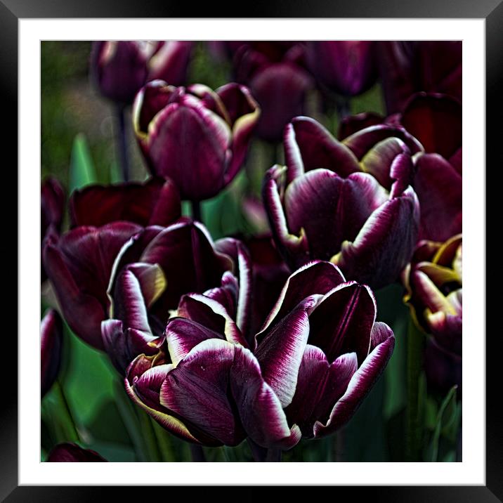 Purple Tulips Framed Mounted Print by Colin Metcalf