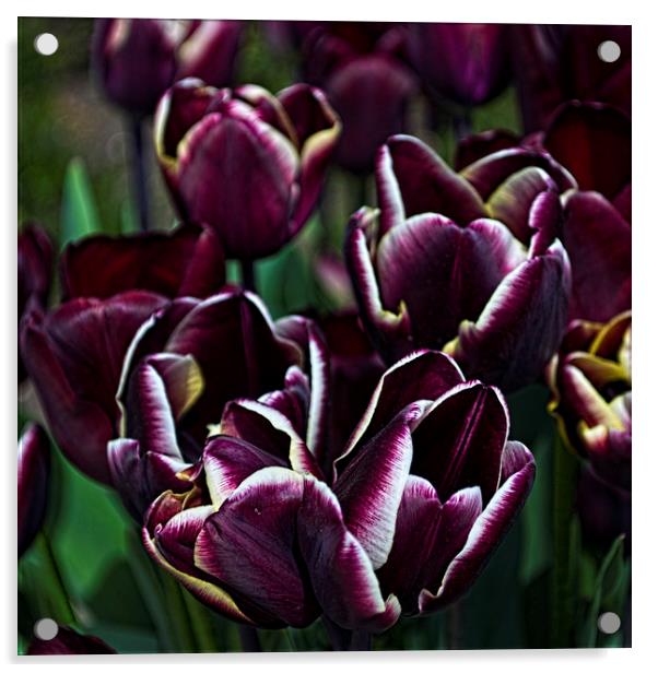 Purple Tulips Acrylic by Colin Metcalf
