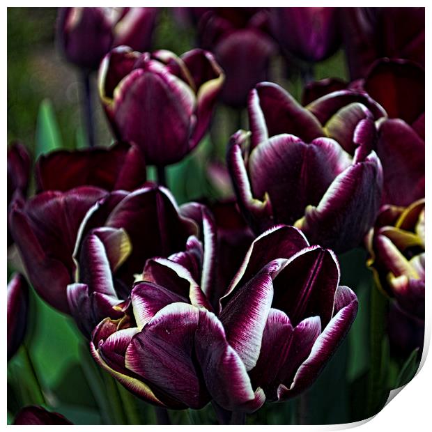 Purple Tulips Print by Colin Metcalf