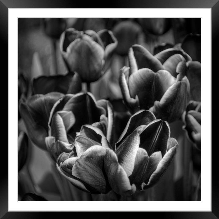 Tulips in Mono Framed Mounted Print by Colin Metcalf