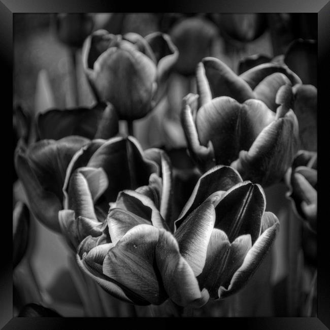 Tulips in Mono Framed Print by Colin Metcalf