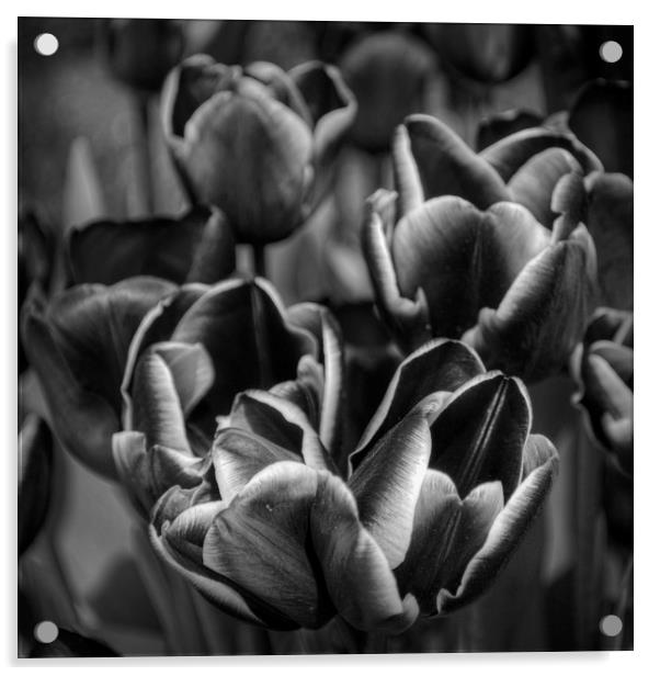 Tulips in Mono Acrylic by Colin Metcalf
