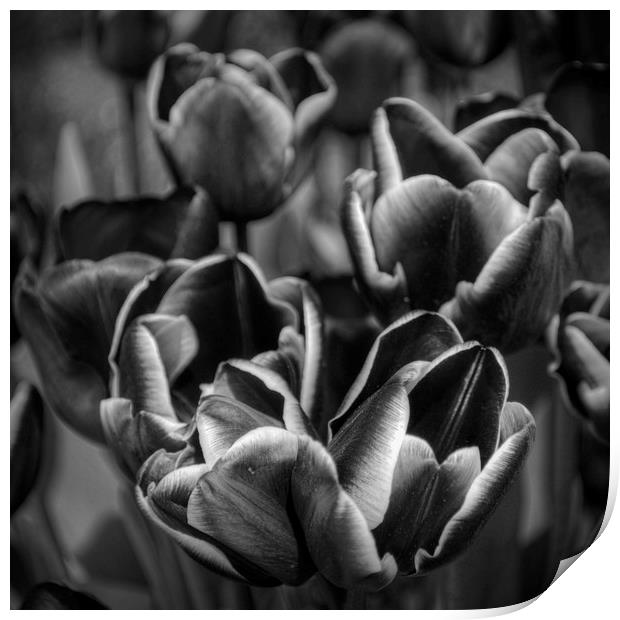 Tulips in Mono Print by Colin Metcalf