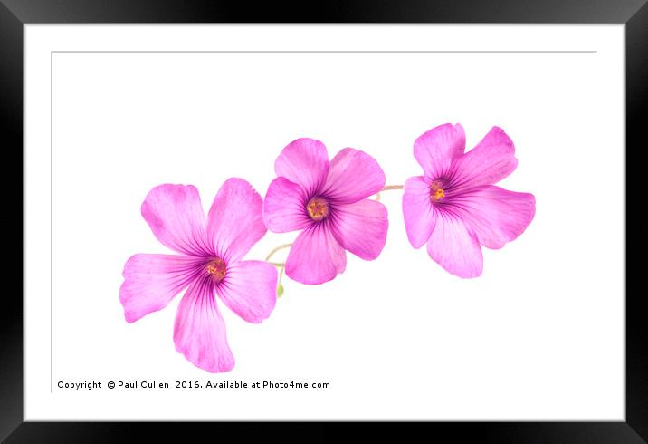 Pink Woodsorrel flowers Framed Mounted Print by Paul Cullen