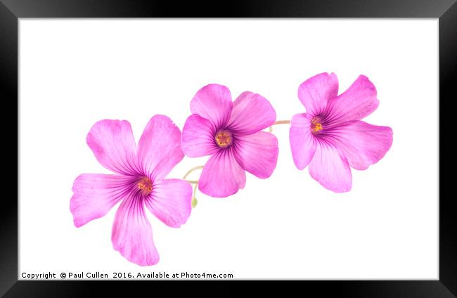 Pink Woodsorrel flowers Framed Print by Paul Cullen