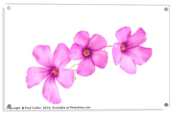 Pink Woodsorrel flowers Acrylic by Paul Cullen