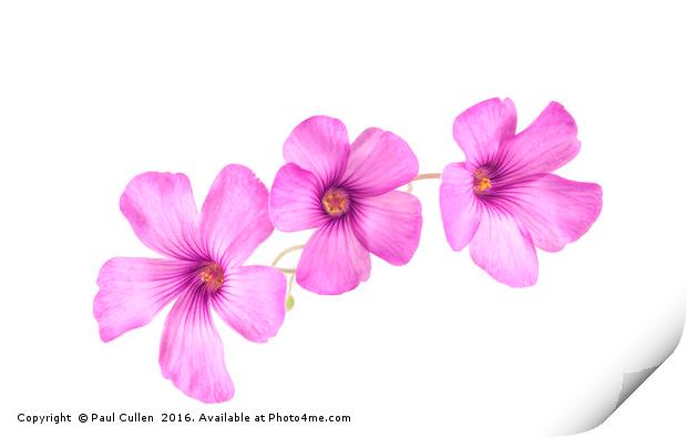 Pink Woodsorrel flowers Print by Paul Cullen