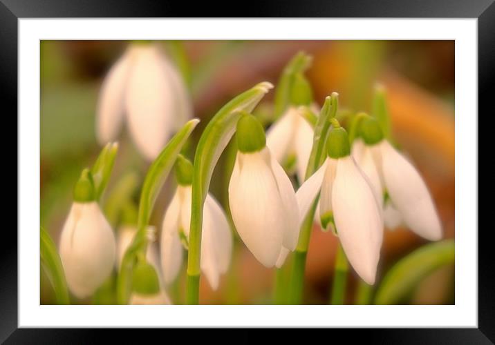 Soft tone Snowdrop flowers                         Framed Mounted Print by Sue Bottomley