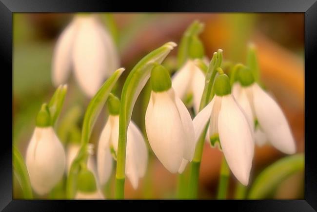 Soft tone Snowdrop flowers                         Framed Print by Sue Bottomley