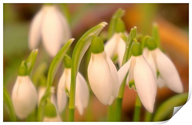 Soft tone Snowdrop flowers                         Print by Sue Bottomley