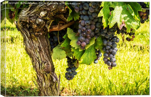 Cote de Duras Black grapes on the vine Canvas Print by Paul Cullen