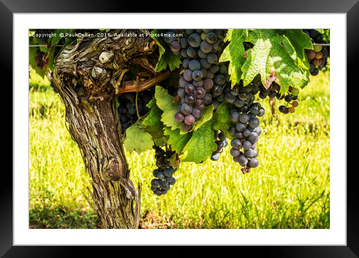 Cote de Duras Black grapes on the vine Framed Mounted Print by Paul Cullen