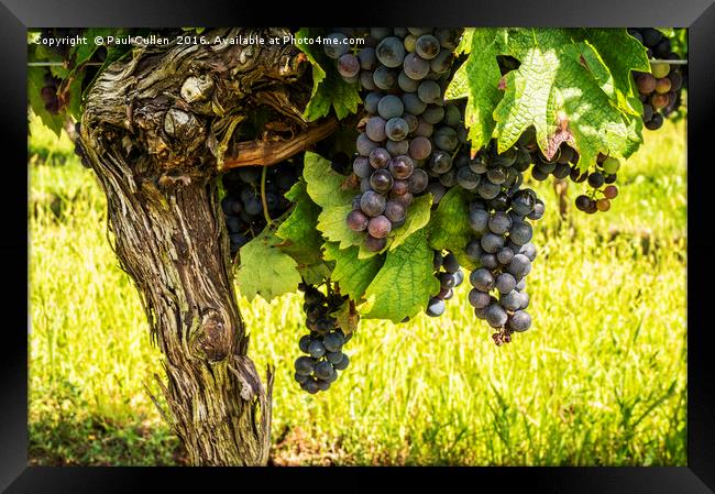 Cote de Duras Black grapes on the vine Framed Print by Paul Cullen