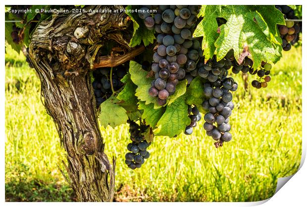 Cote de Duras Black grapes on the vine Print by Paul Cullen