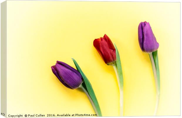 Three Tulips on a yellow background Canvas Print by Paul Cullen