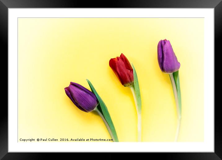 Three Tulips on a yellow background Framed Mounted Print by Paul Cullen