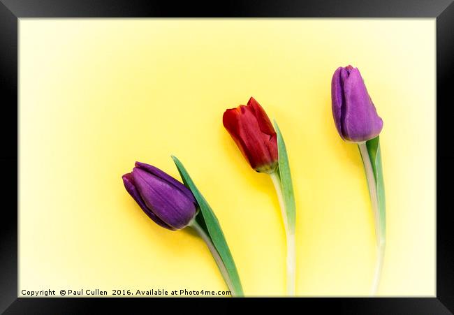 Three Tulips on a yellow background Framed Print by Paul Cullen