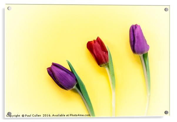 Three Tulips on a yellow background Acrylic by Paul Cullen