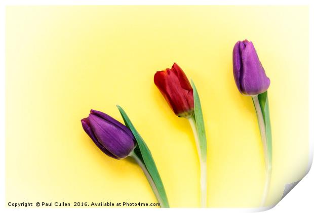 Three Tulips on a yellow background Print by Paul Cullen