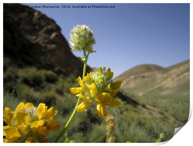 A wild flower on mountain,                         Print by Ali asghar Mazinanian
