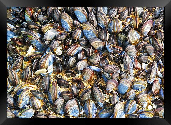 Mussels Framed Print by Mike Gorton