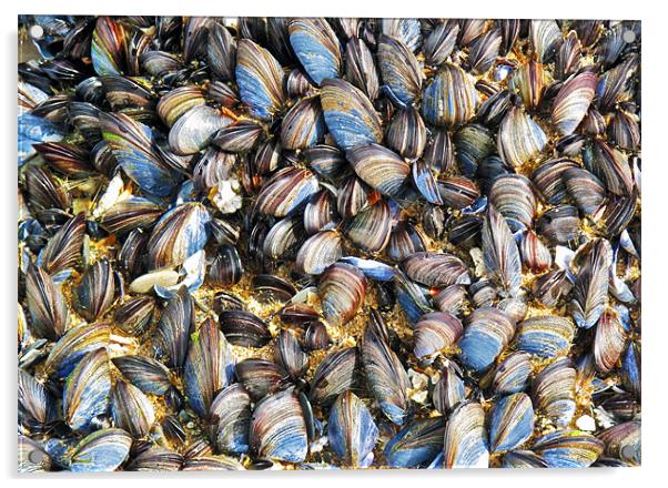 Mussels Acrylic by Mike Gorton
