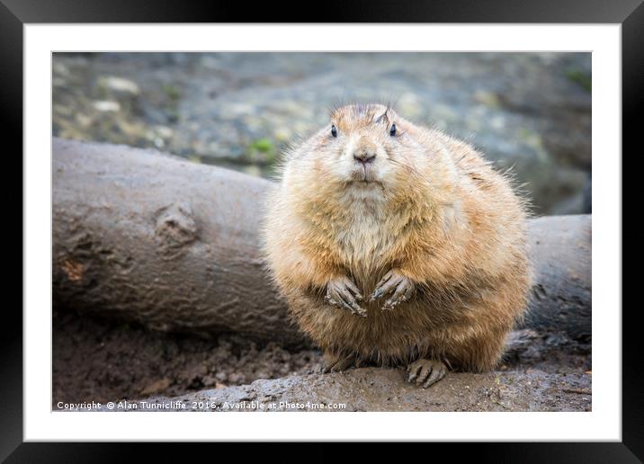 Black tailed prairie dogs Framed Mounted Print by Alan Tunnicliffe