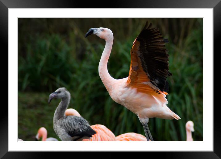 flamingo and young Framed Mounted Print by keith franklin