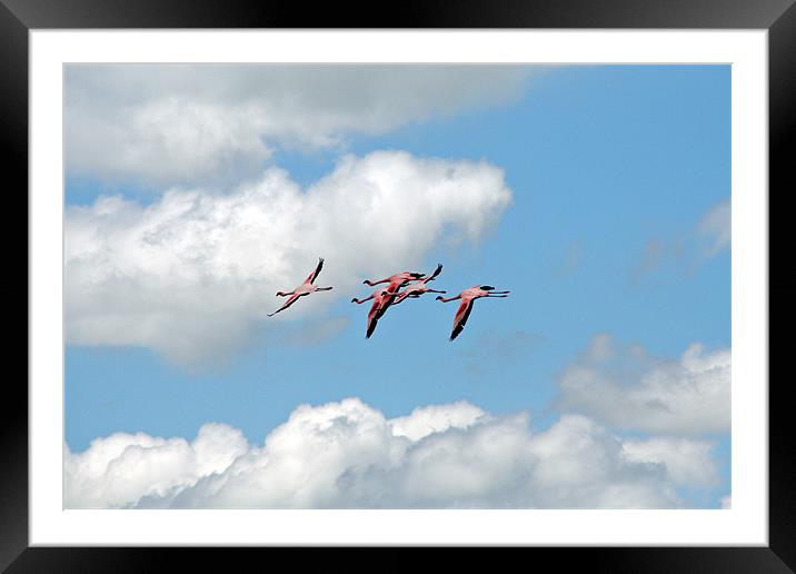 Flamingo’s In Flight Framed Mounted Print by Phil Swindin