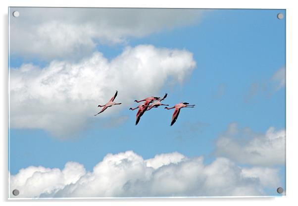Flamingo’s In Flight Acrylic by Phil Swindin