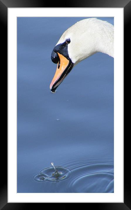 Swan With Droplet Framed Mounted Print by val butcher