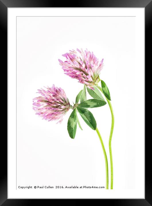 Red Clover on a white background. Framed Mounted Print by Paul Cullen